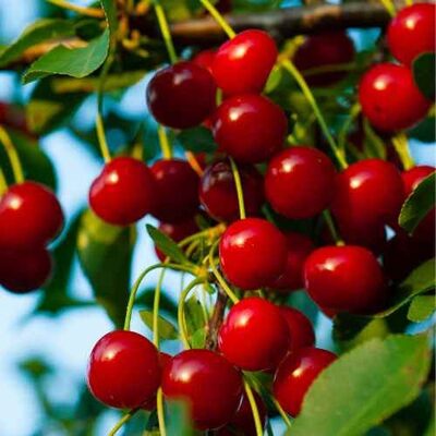 Sour Cherry: Your New Healthy Baking Superfruit
